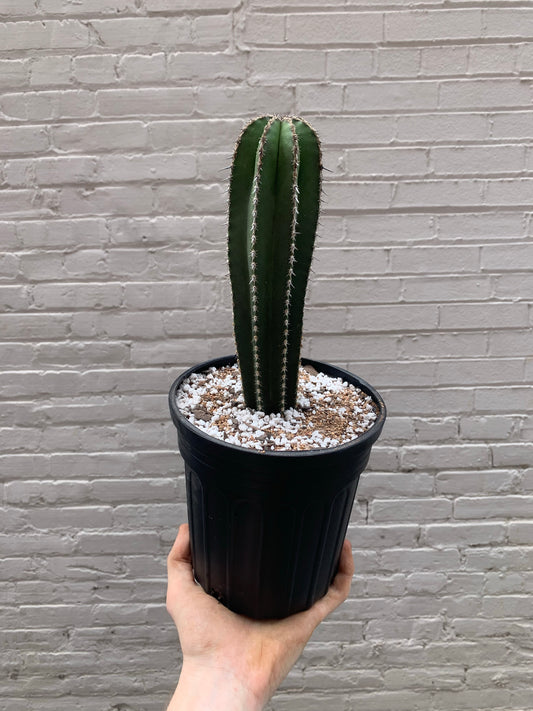 Pachycereus marginatus (Mexican fencepost cactus) 4" & 6"