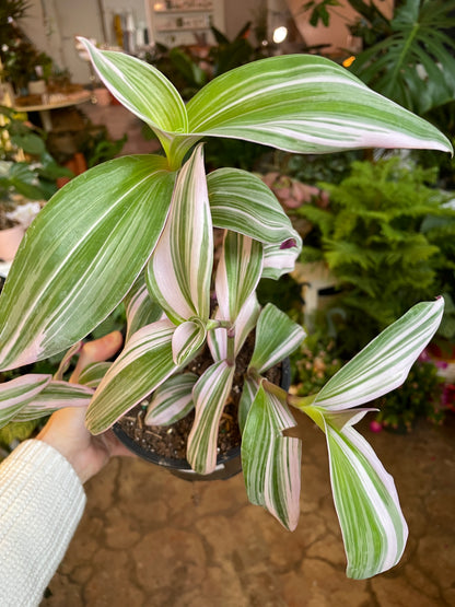 Tradescantia 'Nanouk' 2-6"