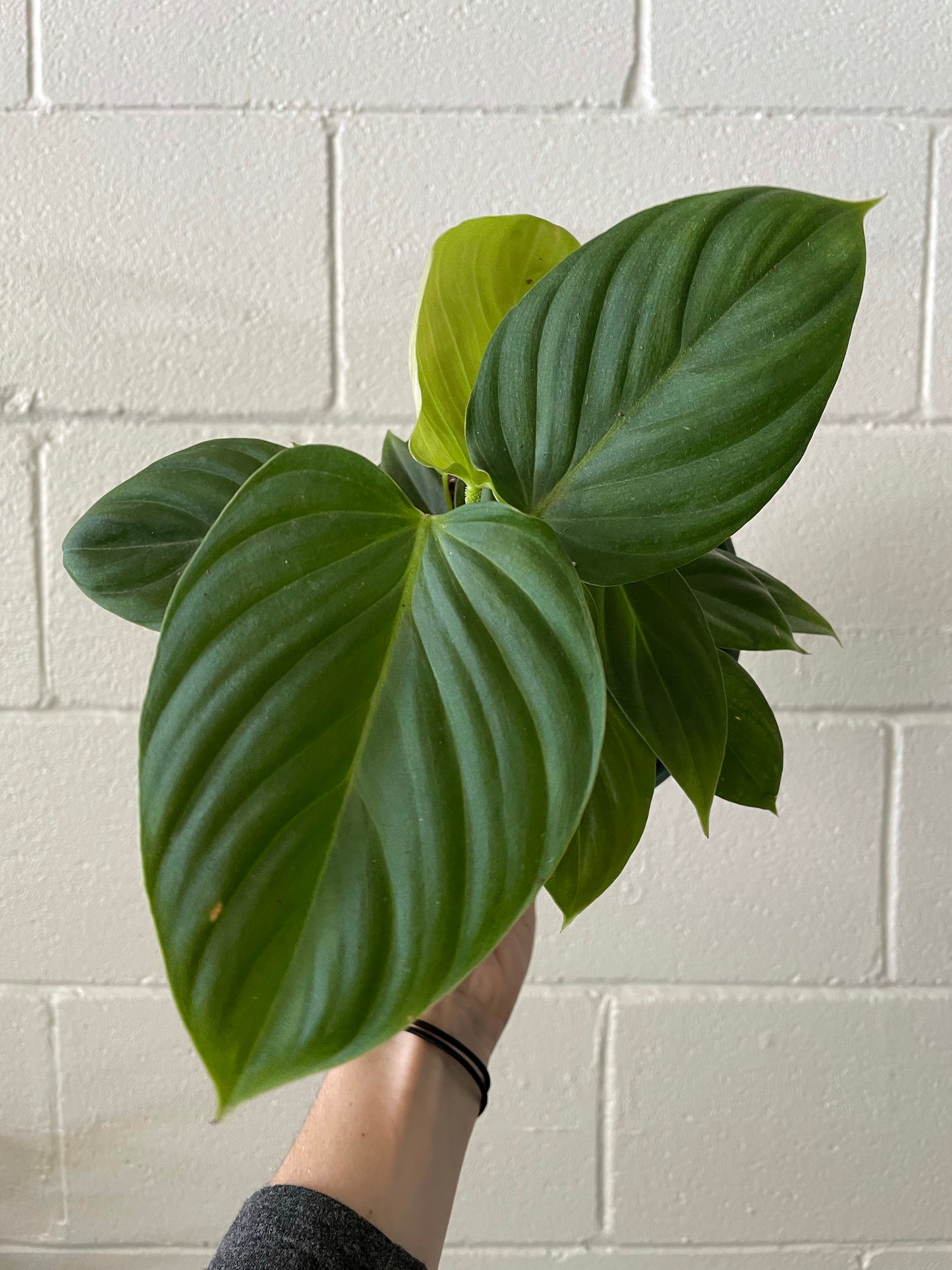 Philodendron Fuzzy petiole (Philodendron Nangaritense) 4-6"