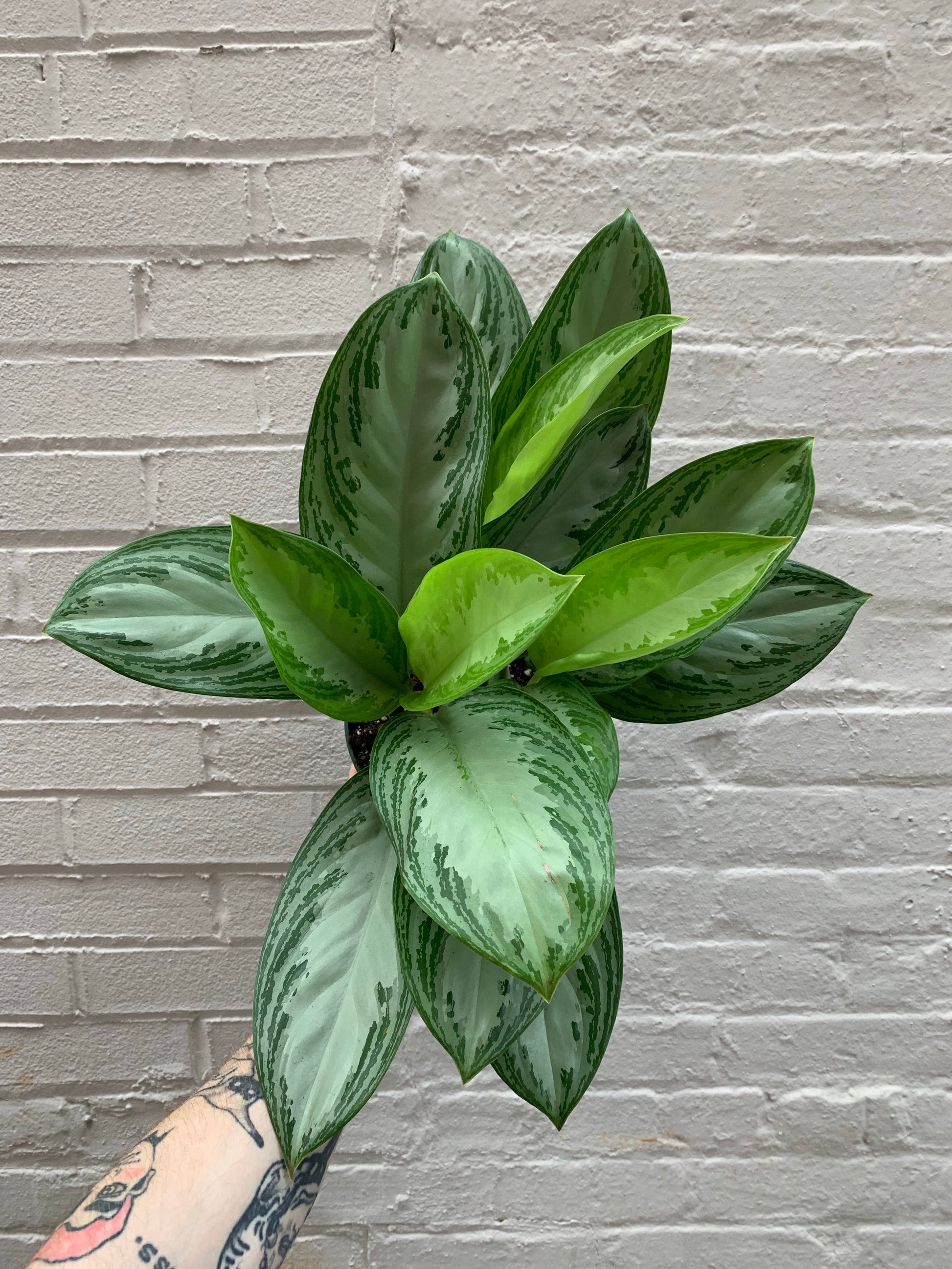 aglaonema cv Aglaonema cv. 'Silver Bay' 6-8"