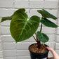 Philodendron 'El Choco Red'