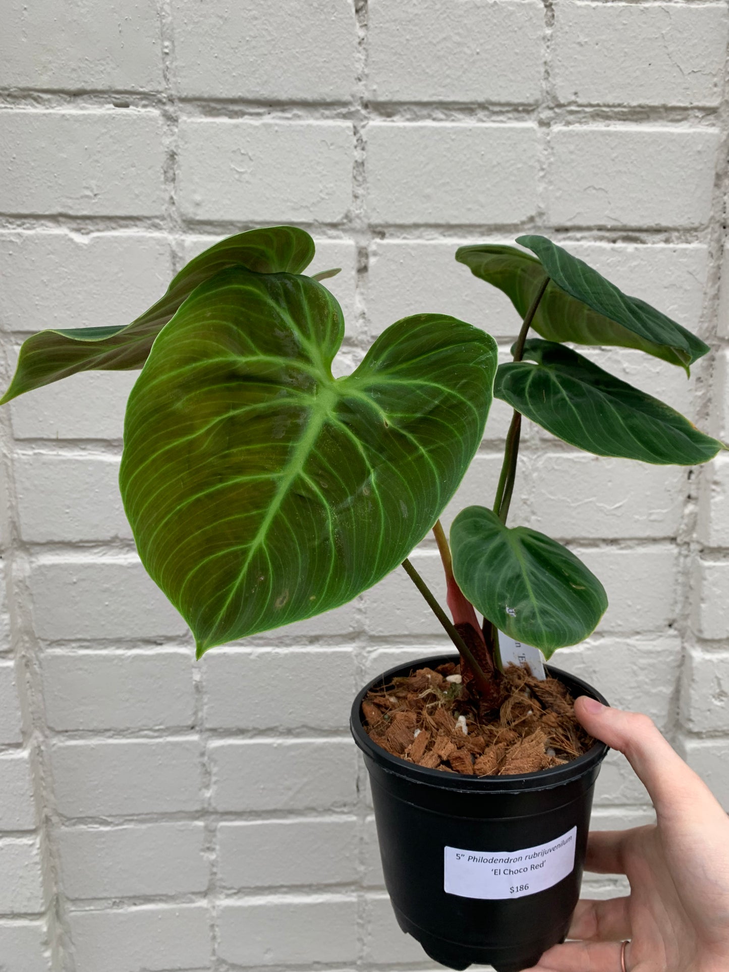 Philodendron 'El Choco Red'