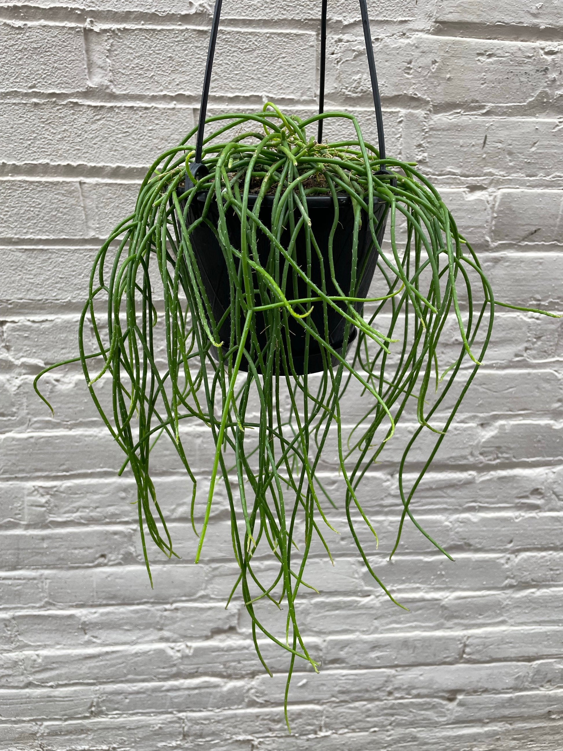 rhipsalis hanging plant Rhipsalis baccifera 6" Hanging Basket