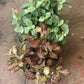 Fittonia (Nerve Plant) 4-6"