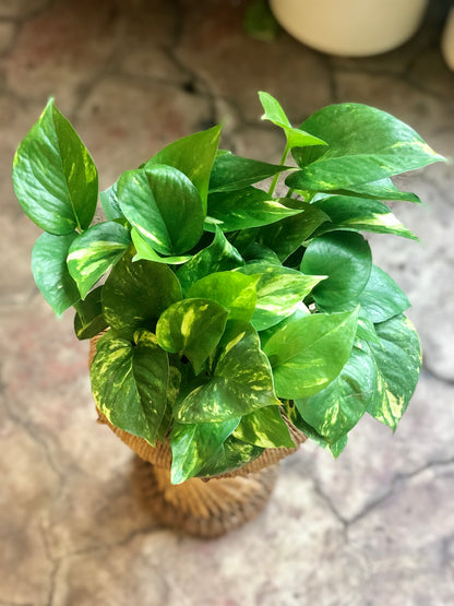 Golden Pothos 3-6"