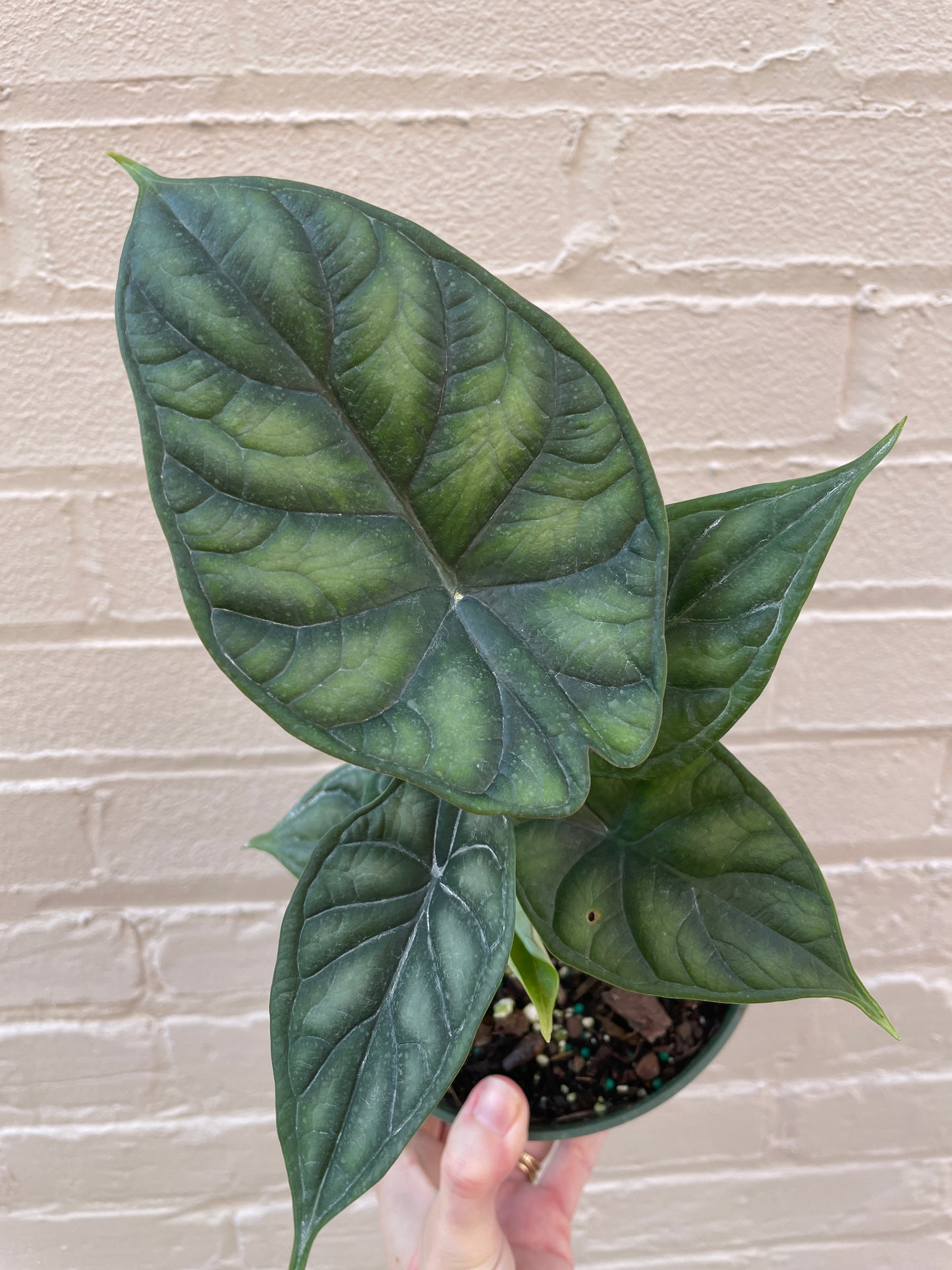 Alocasia 'Dragon Scale'