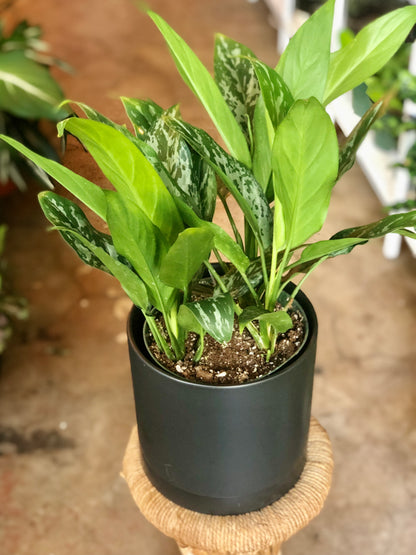 Romey Pot 4-8