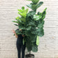 Ficus Lyrata ST 10"-14"