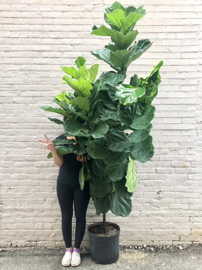 Ficus Lyrata ST 10"-17"