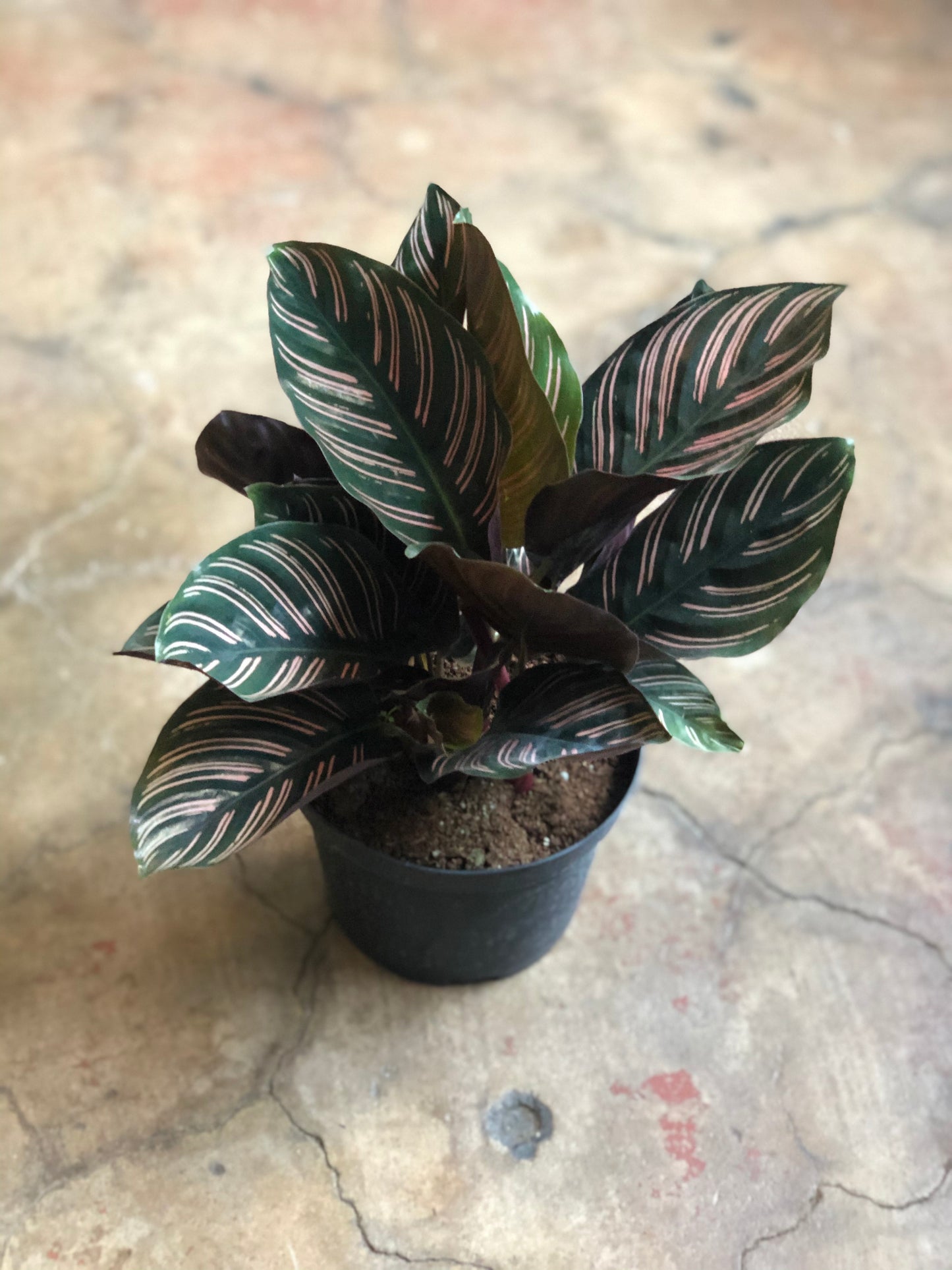 Calathea Ornata 4" & 6"