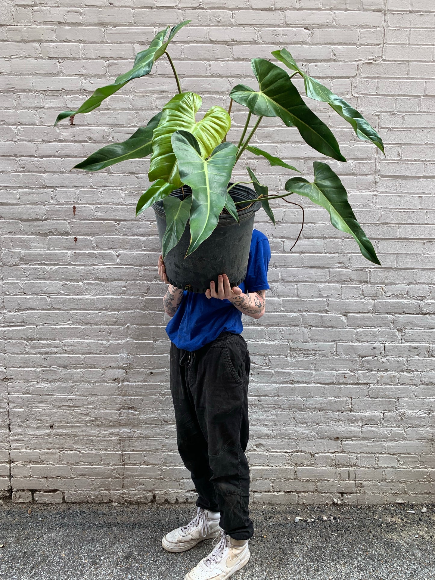 Philodendron bernardopazii 14"