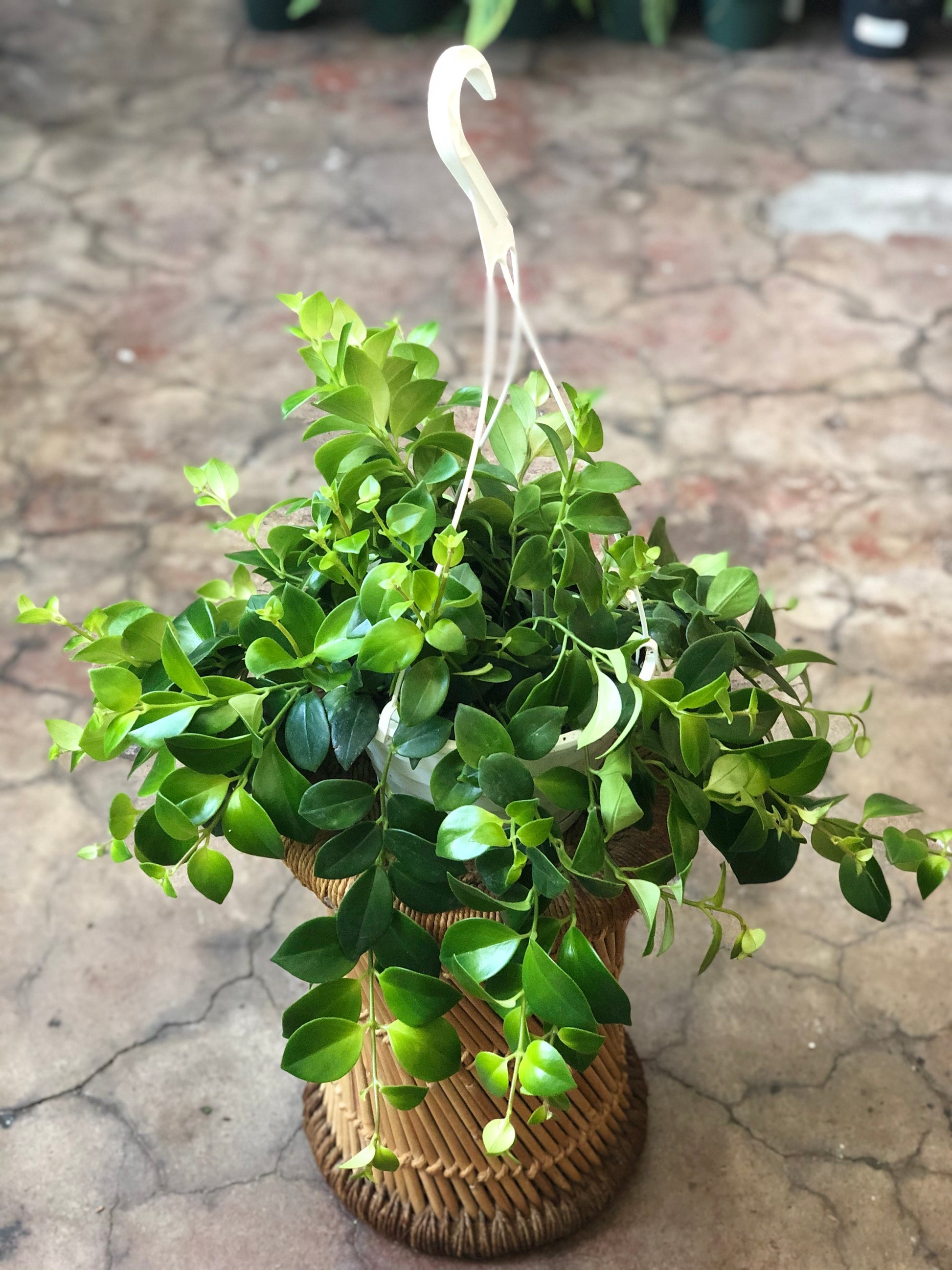 lipstick plant hanging Lipstick Plant hanging basket