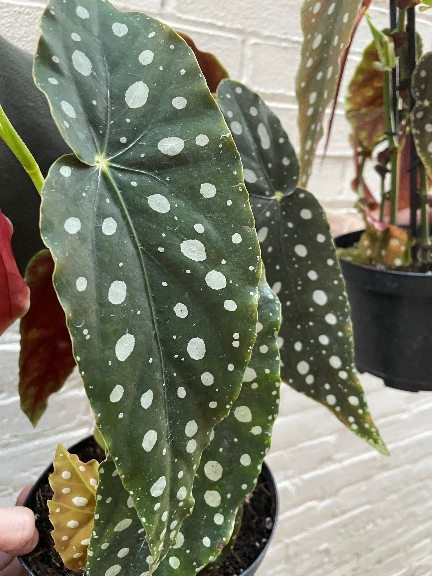 Begonia maculata 'Wightii' 6"