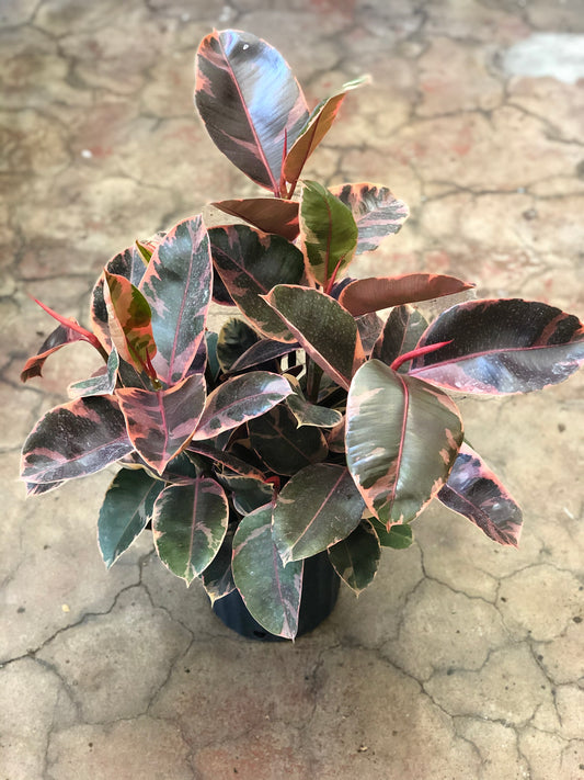 Ficus elastica 'Ruby' 8-10”