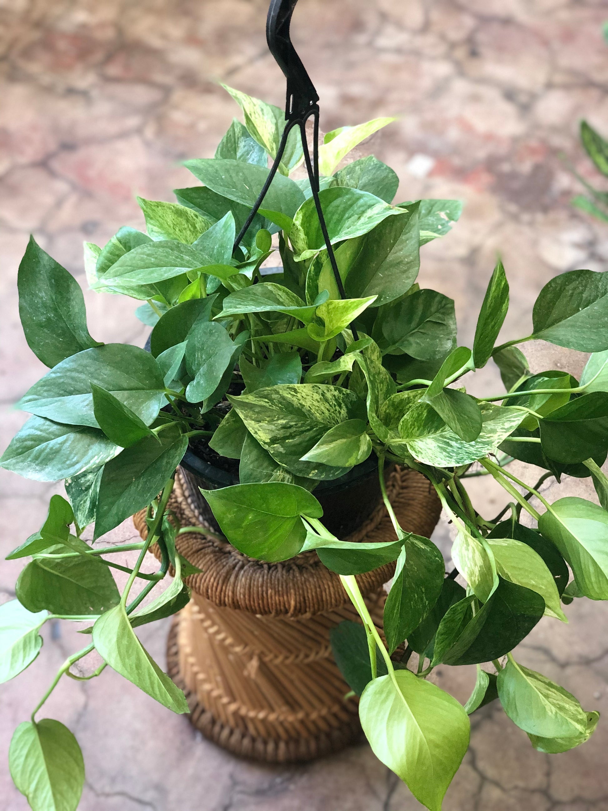 pothos hb Pothos HB 8" – Botanica