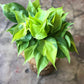 Philodendron Brasil 4-6"