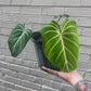 Philodendron gloriosum 5-6"