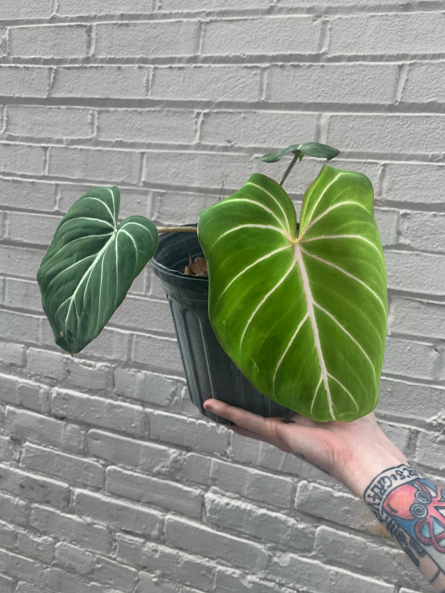 Philodendron gloriosum 5-6"