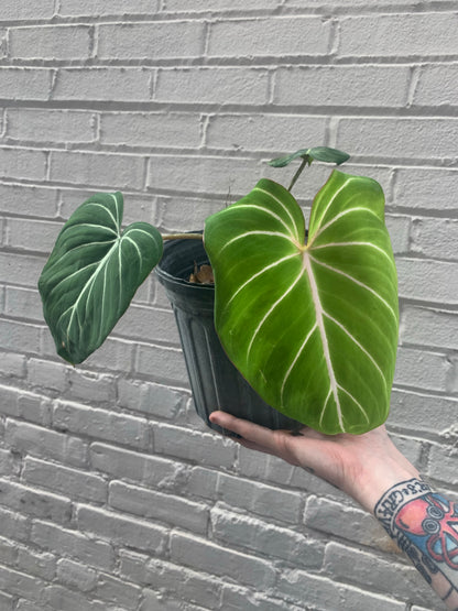 Philodendron Gloriosum