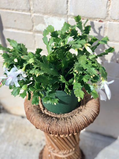 Holiday Cactus (Schlumbergera sp.) 4”