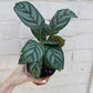 Calathea setosa 4”