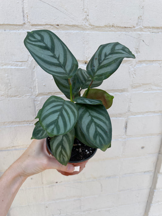 Calathea setosa 4”