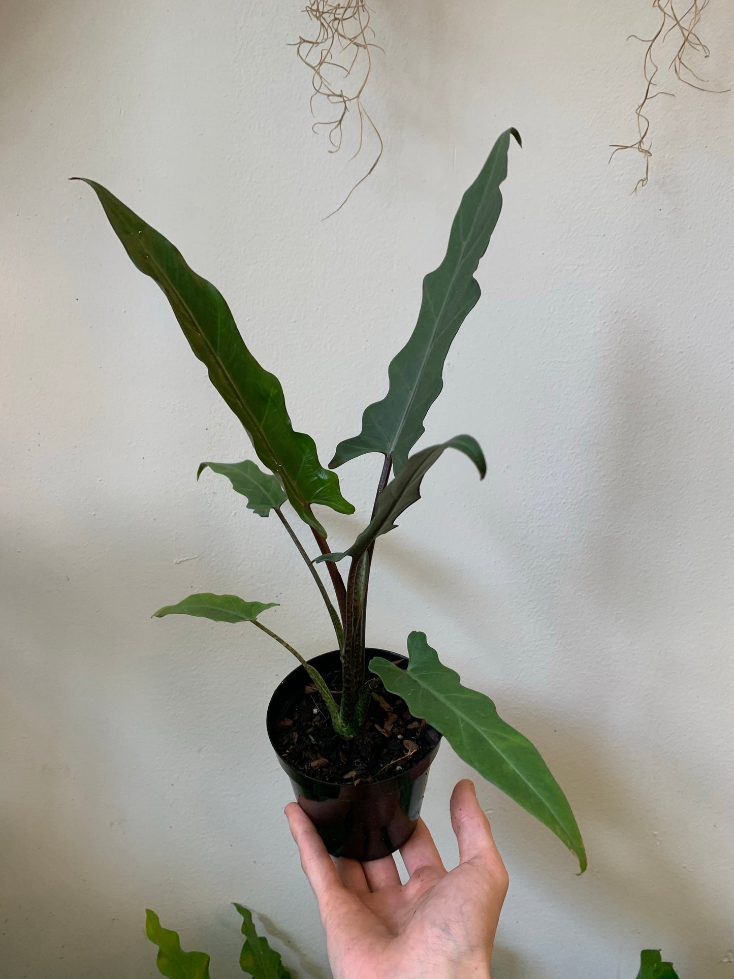 Alocasia lauterbachiana 4-6"