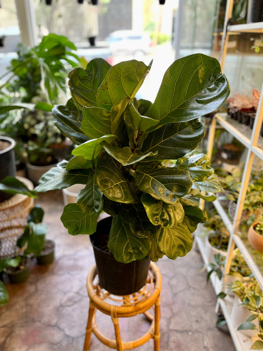 Ficus lyrata (Fiddle Leaf Fig) Bush 10"