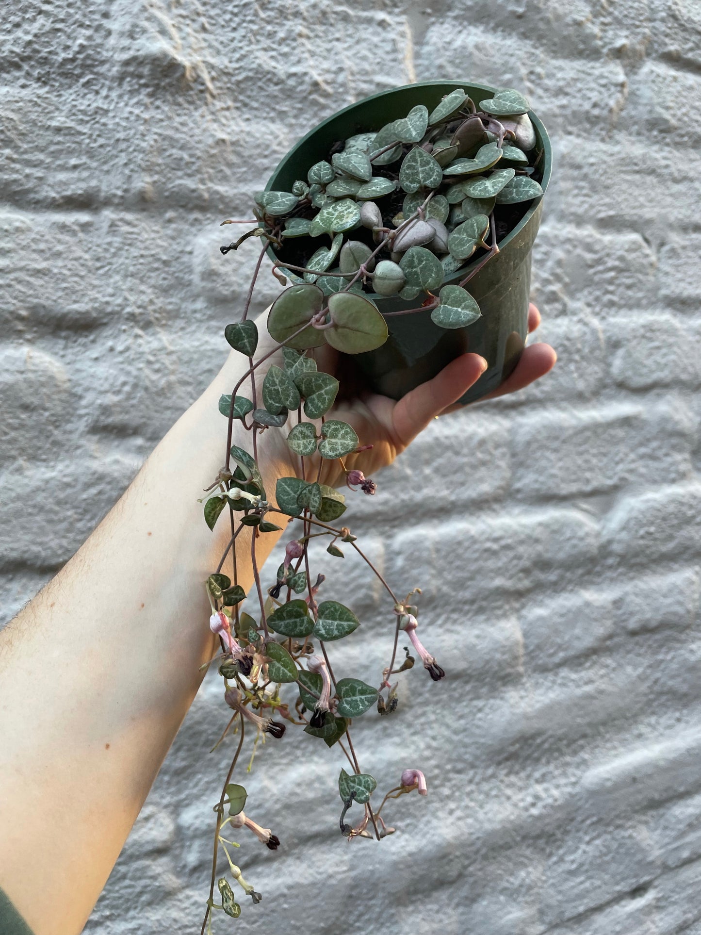 Ceropegia linearis subsp. woodii (String of Hearts) 4" hanging basket