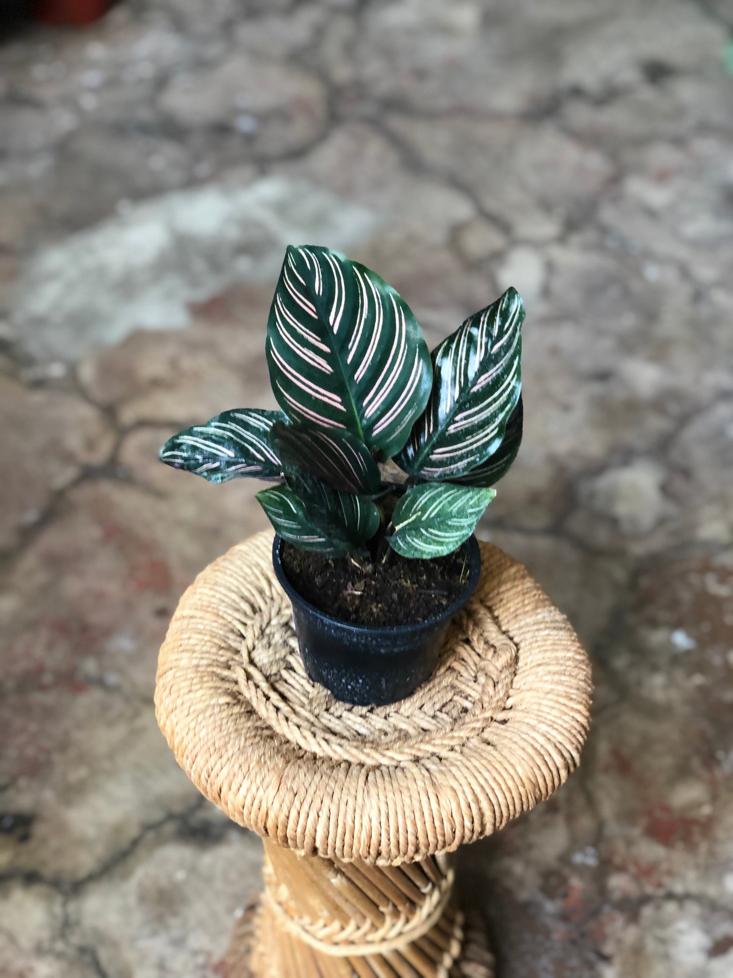 Calathea Ornata 4" & 6"