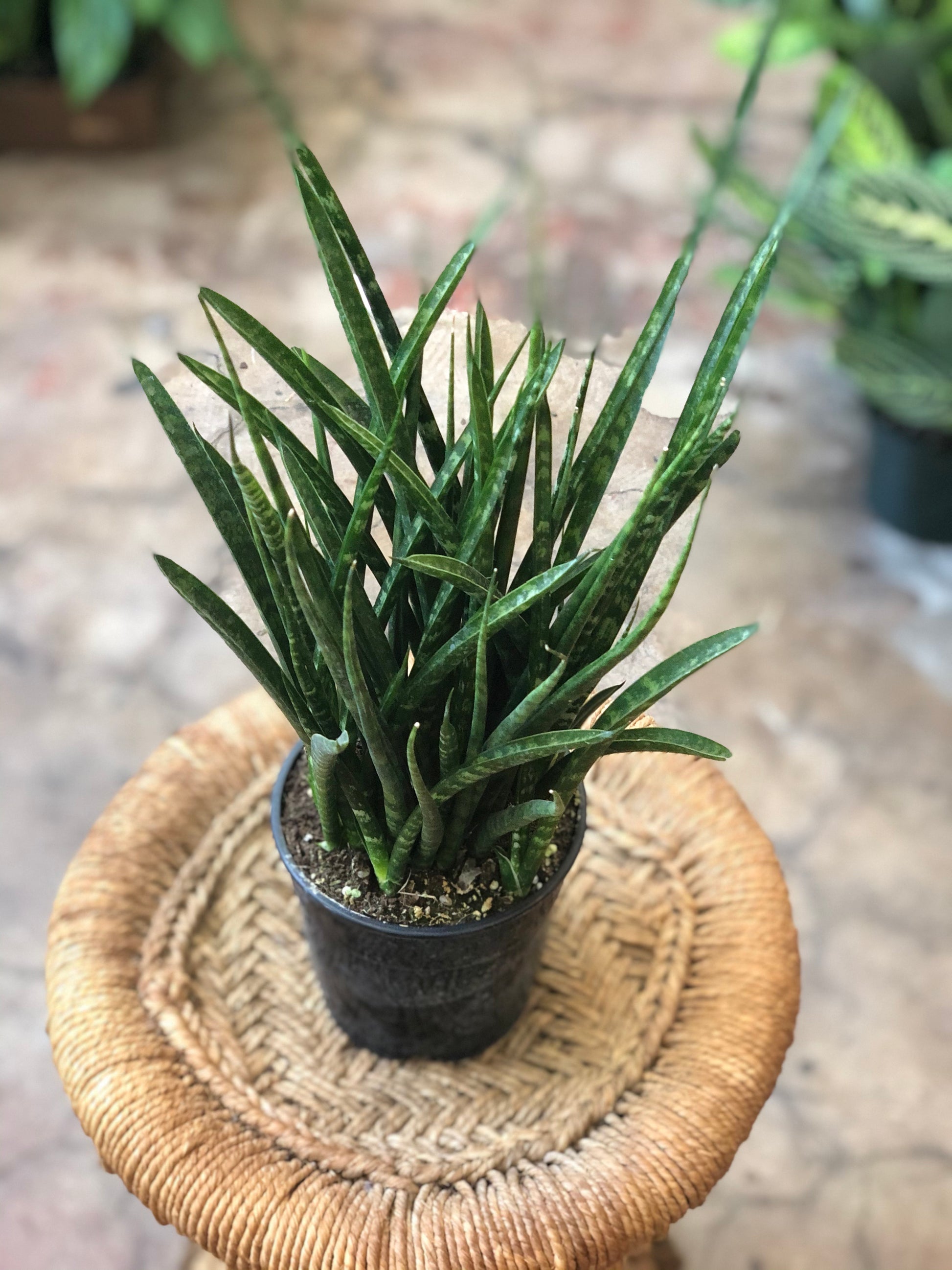 sansevieria mikado bacularis Sansevieria bacularis 'Mikado Fernwood' 6"