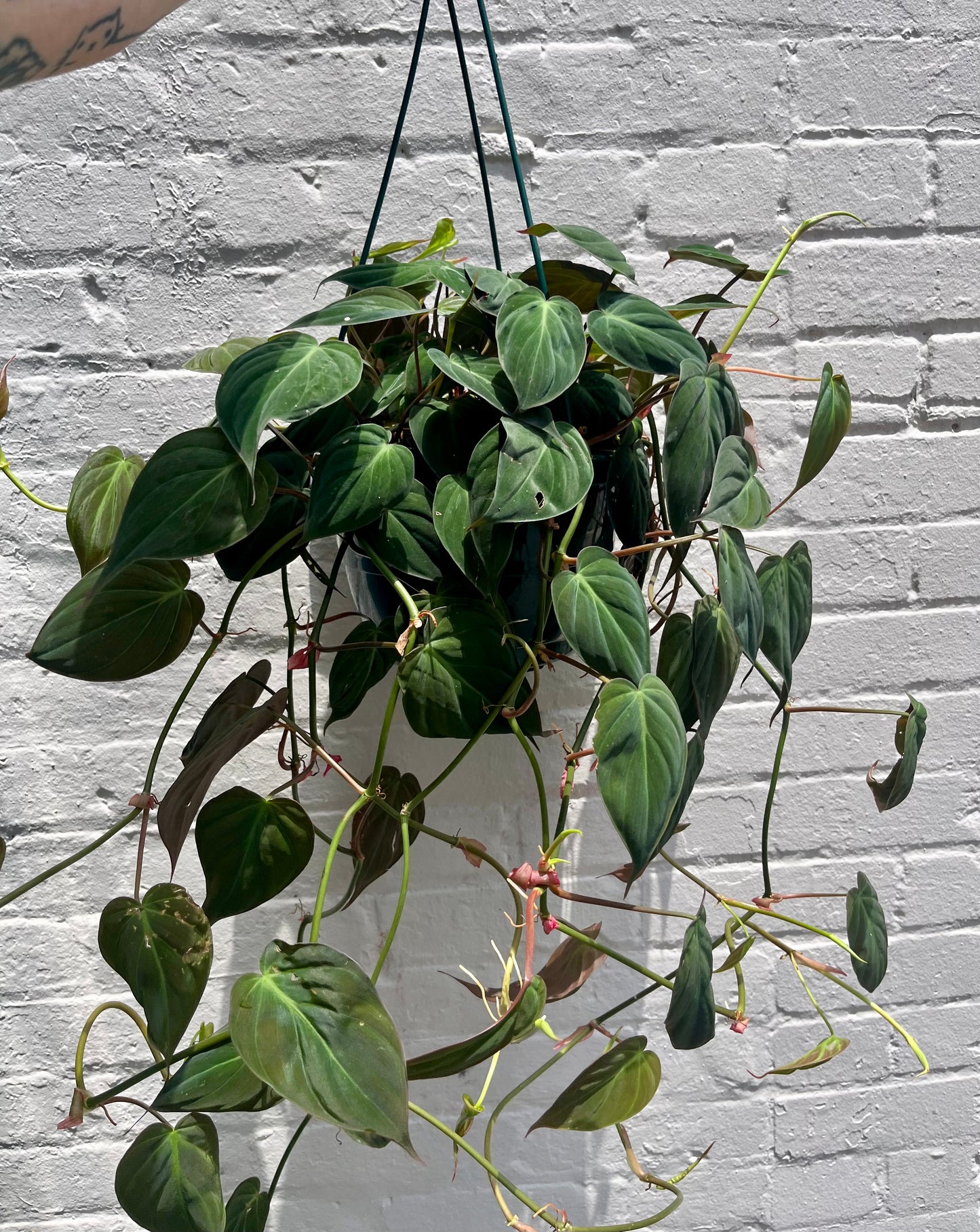 Philodendron 'Micans' 2-6”