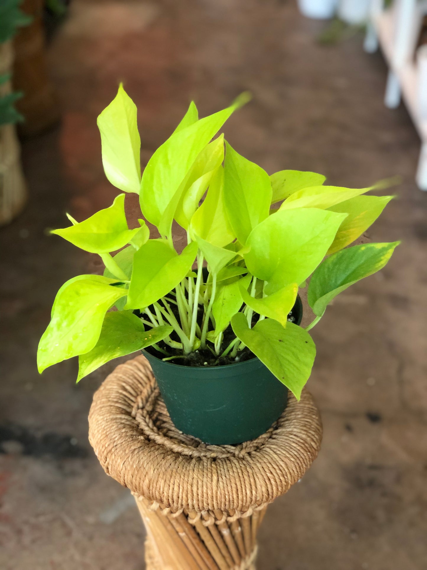 Neon Pothos 4" and 6"