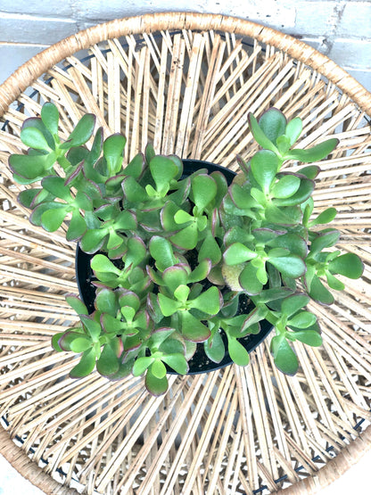 Crassula ovata (Jade Succulent) 4"