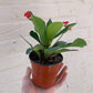 Euphorbia milii (Crown of Thorns) 6"