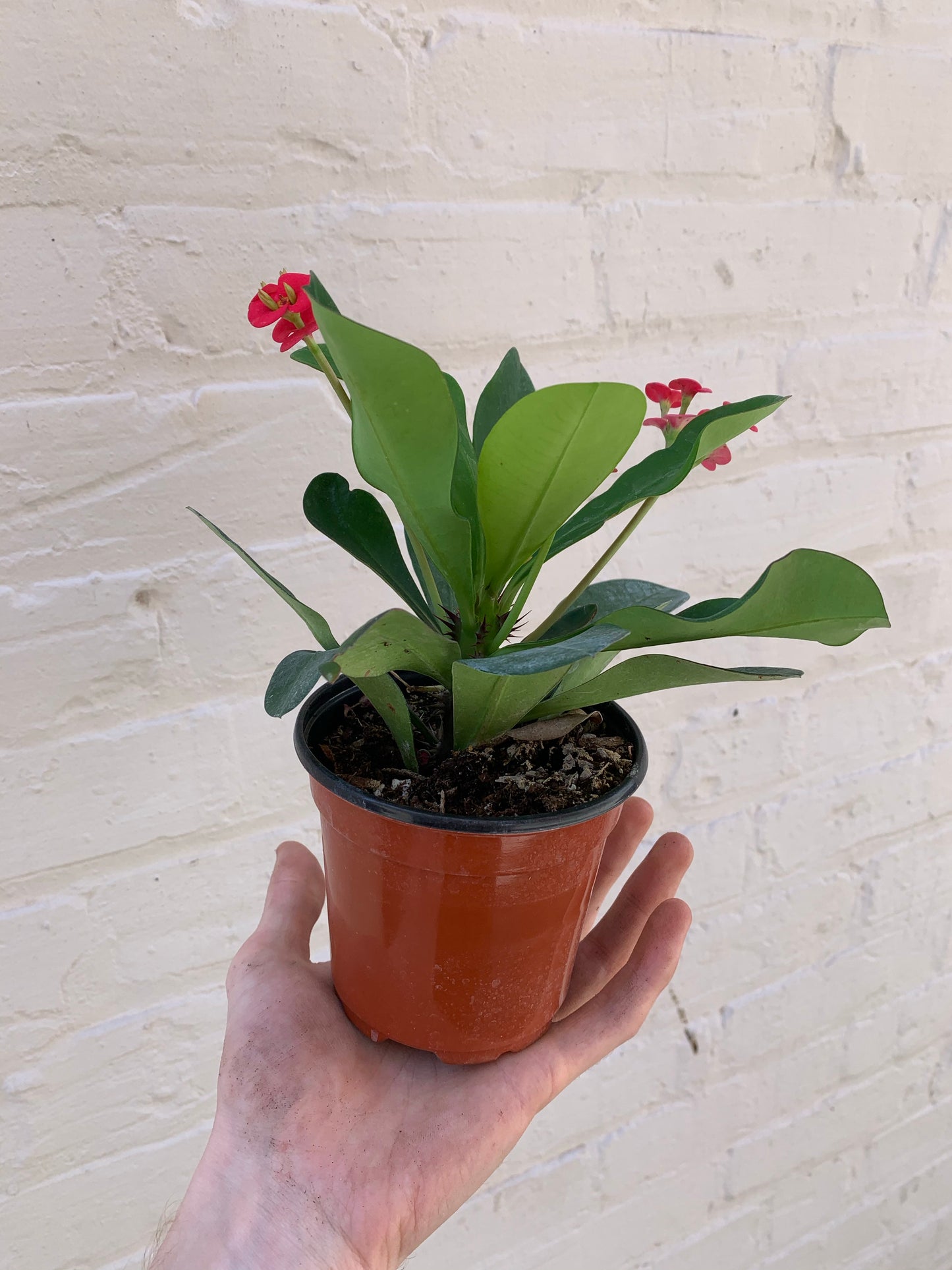 Euphorbia milii (Crown of Thorns) 6"