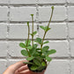 Peperomia 'Hope' 2-4"
