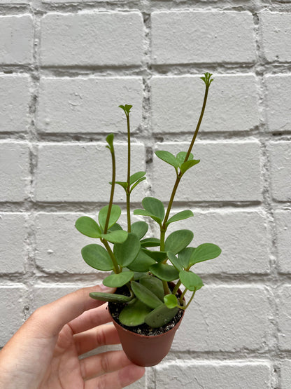 Peperomia 'Hope' 2-4"