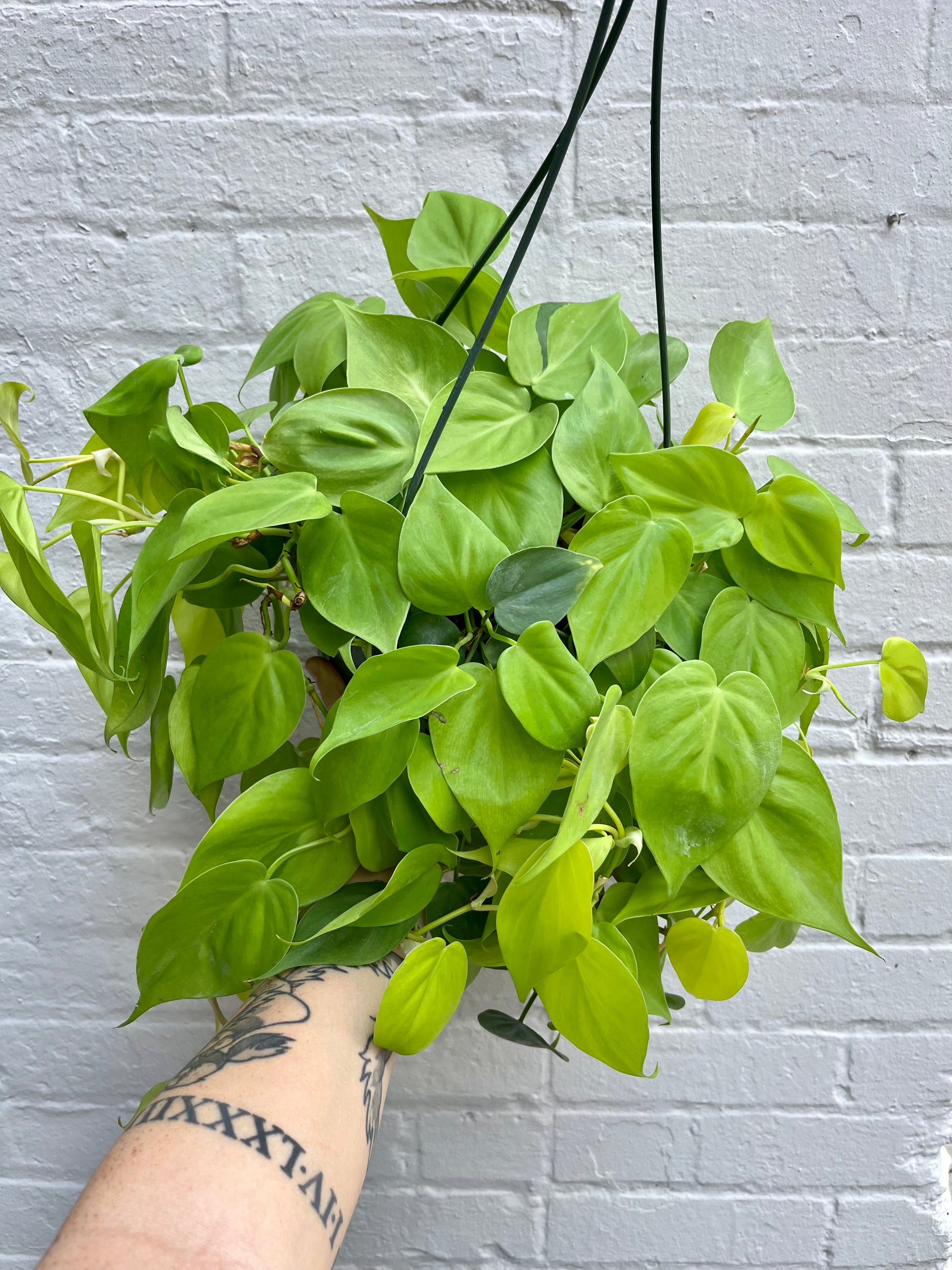 philodendron cordatum lemon lime Philodendron Cordatum Lemon Lime 8" – Botanica