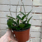 Hoya australis subsp. tenuipes 4"-6"