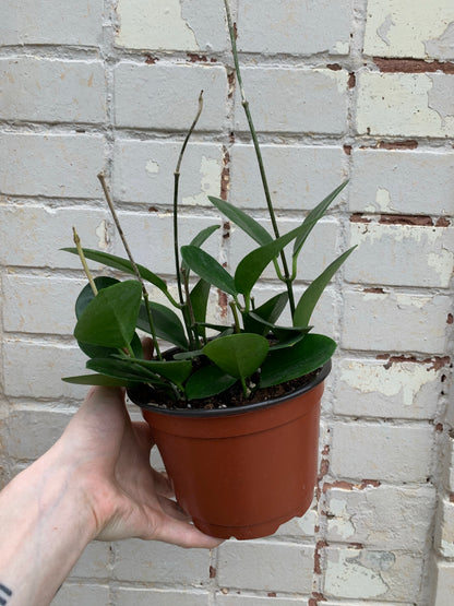 Hoya australis subsp. tenuipes 4"-6"