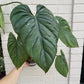 Philodendron sp. (Silver/Colombia) 6"