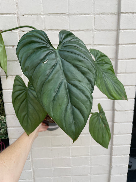Philodendron sp. (Silver/Colombia) 6"