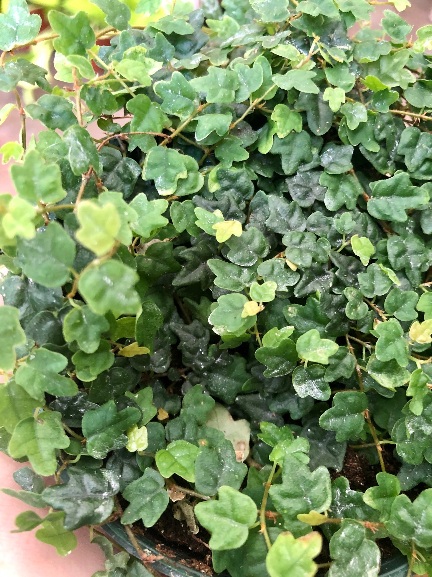 String of Frogs (Ficus pumila ‘Quercifolia’) 2-6"