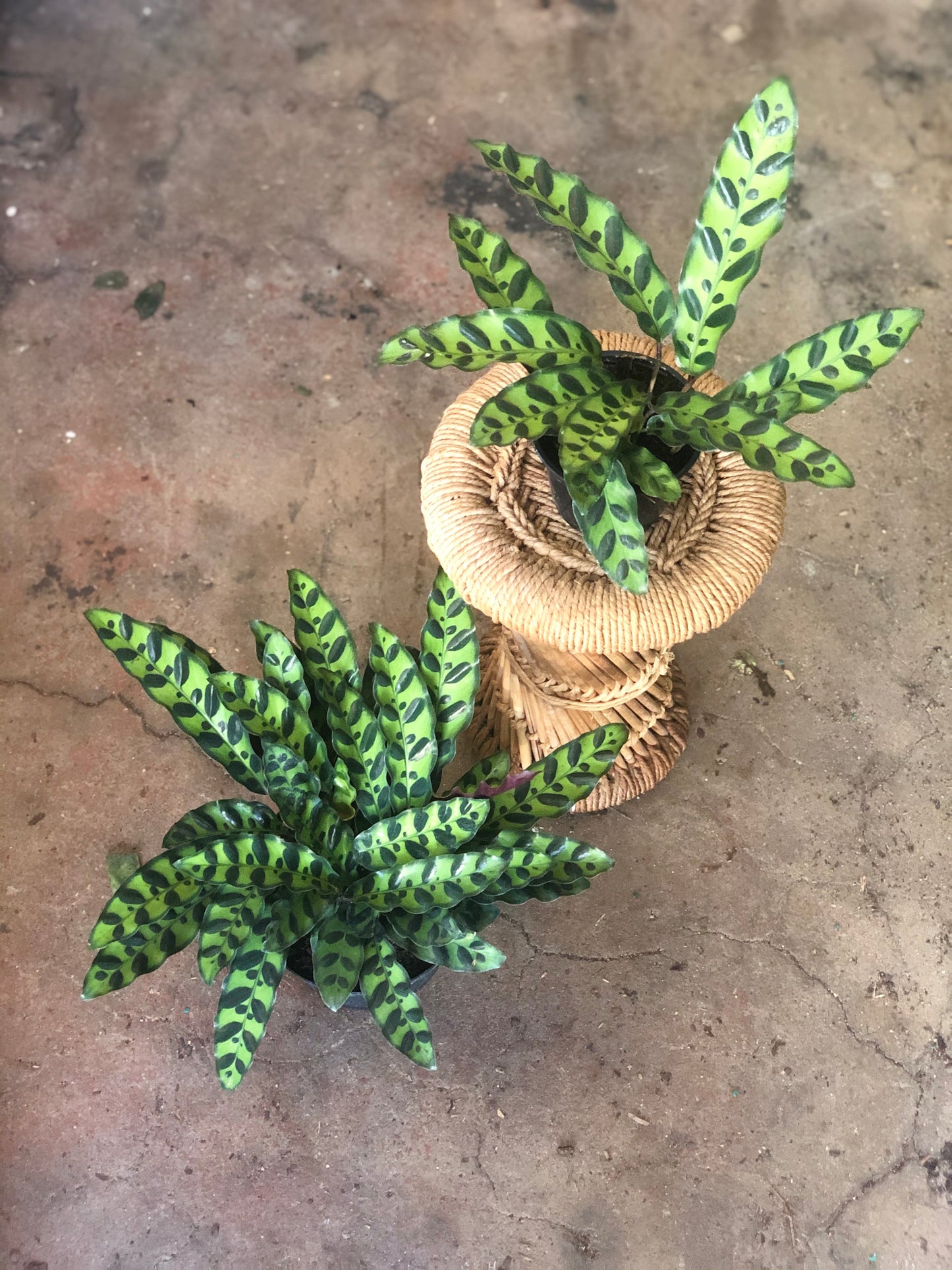 Calathea lancifolia (Rattlesnake) 4-6"