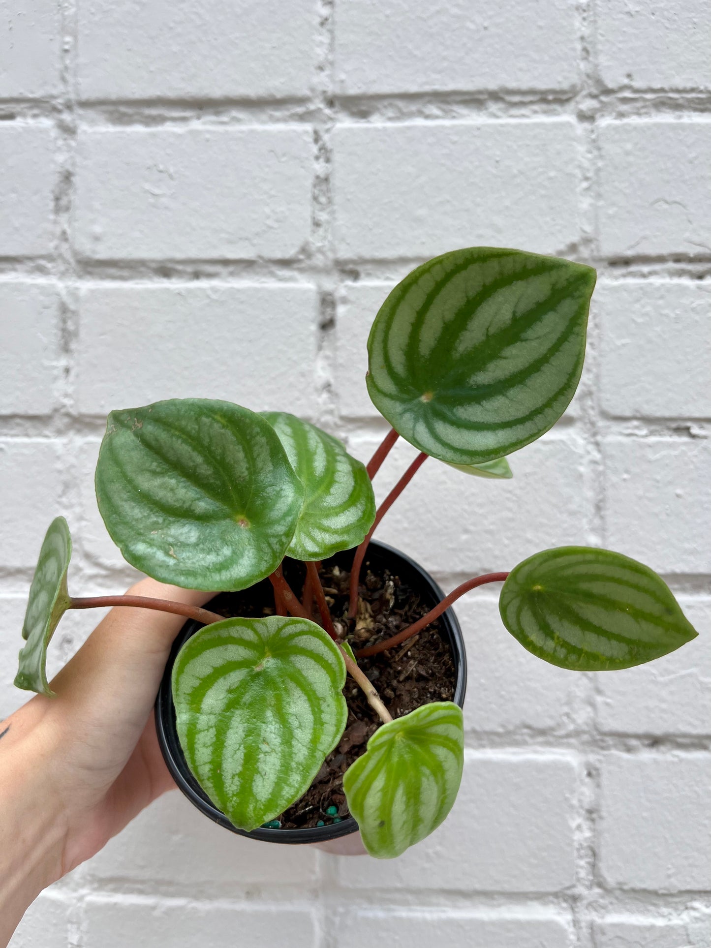 Peperomia argyreia (Watermelon) 4” & 6”