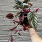 Cissus Discolor Rex