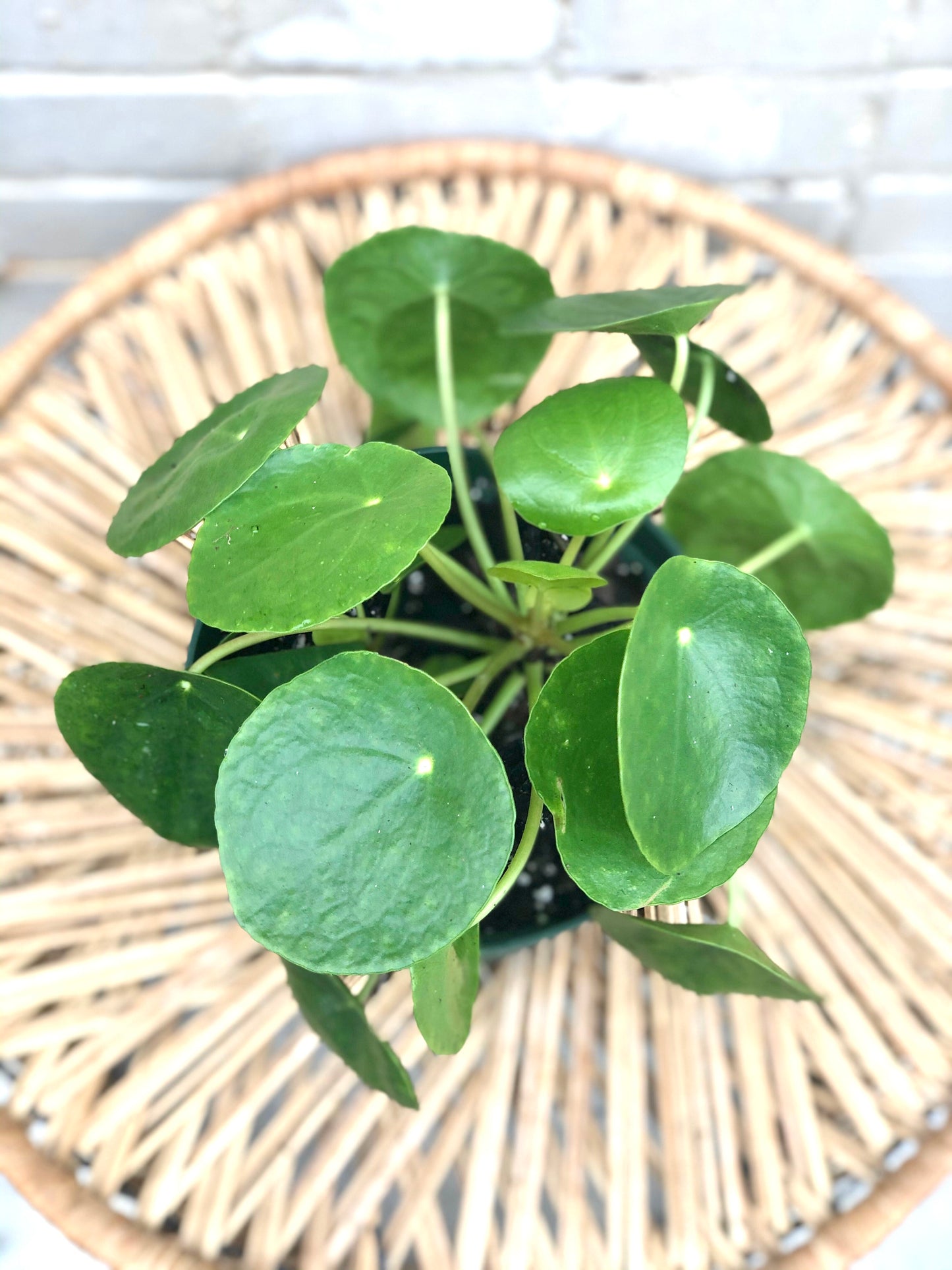 Pilea peperomioides 4-6”