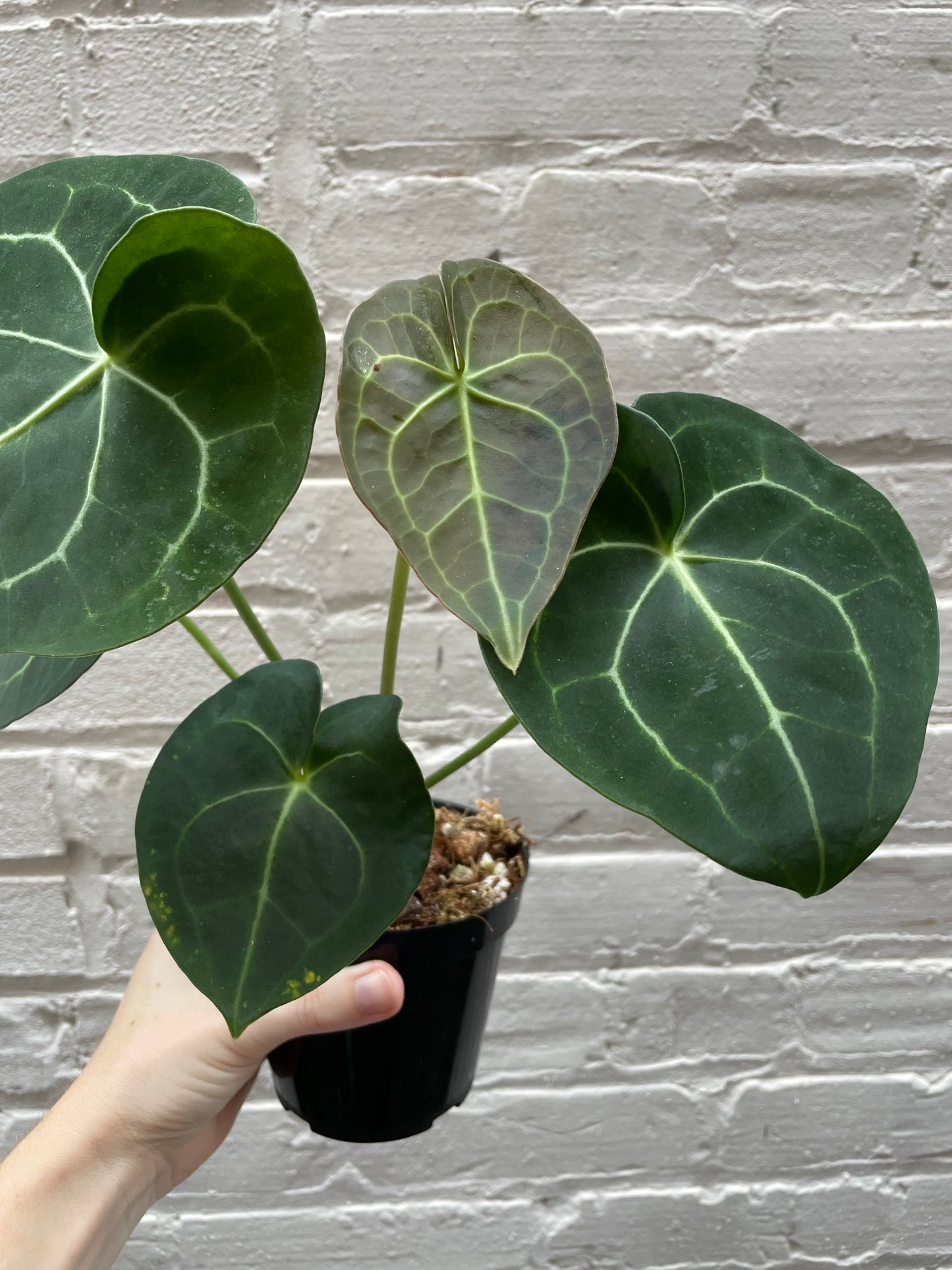 Anthurium clarinervium 5"