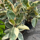 Ficus Elastica 'Tineke' 8"-10"